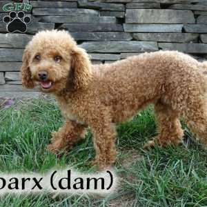 Max, Toy Poodle Puppy